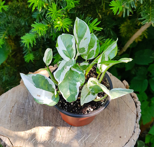 Epipremnum Aureum N'Joy, Live Plant