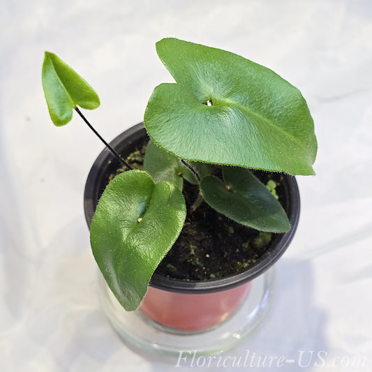 Heart Fern live plant Hemionitis arifolia potted in a container displaying glossy dark green heart shaped leaves