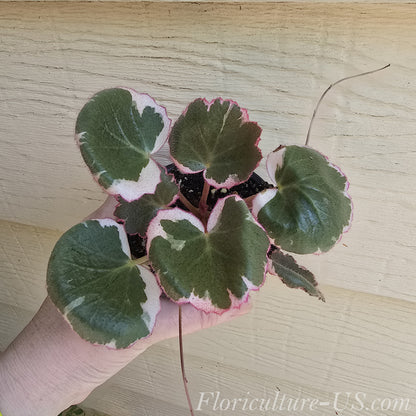 Saxifraga Stolonifera 'Tricolor', Variegated Strawberry Begonia