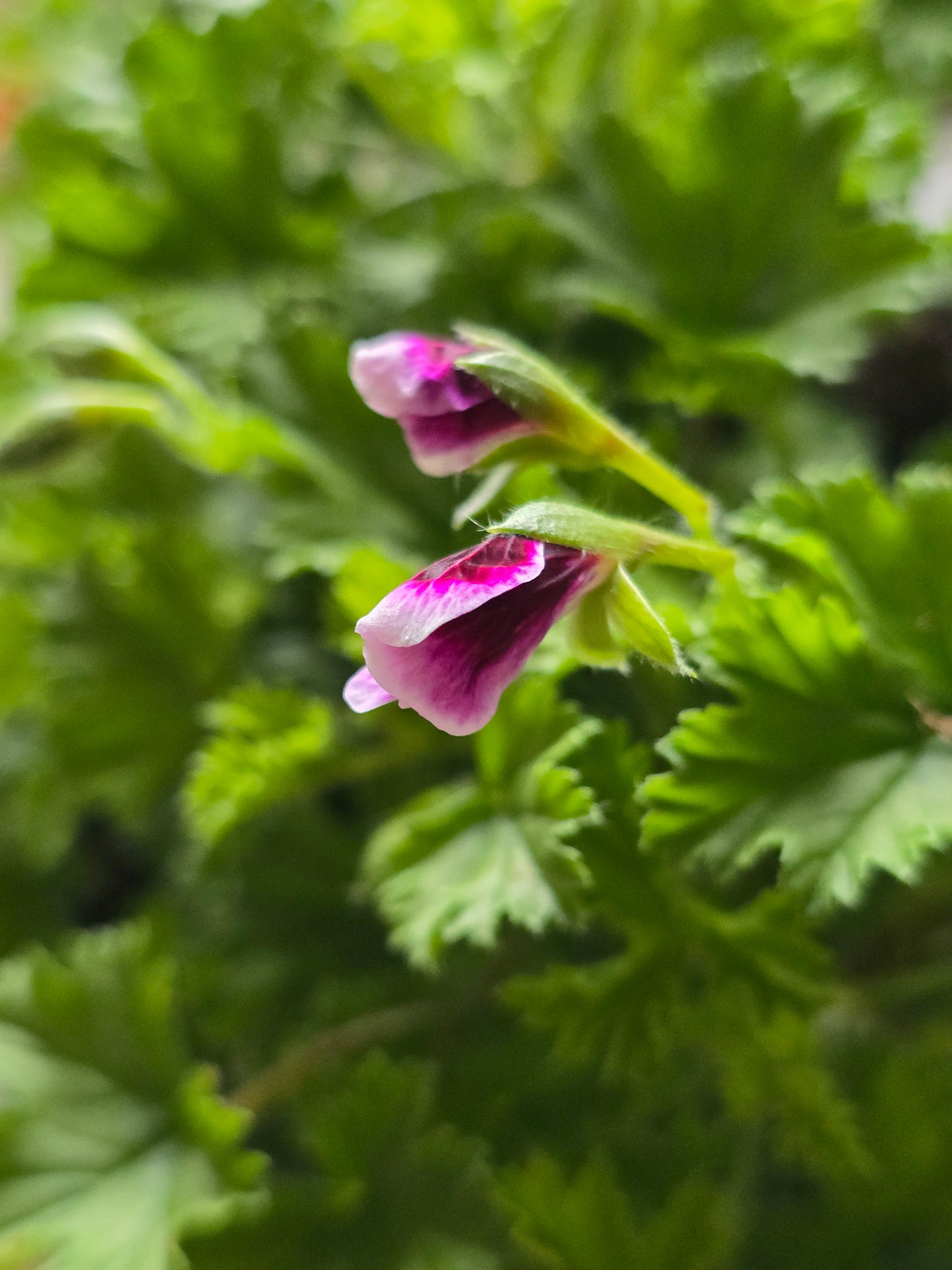 Pelargonium Citronellum, 4.5'', Live Plant
