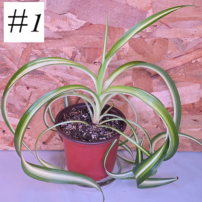 Chlorophytum Comosum "Bonny", Live Plant, Spider Plant