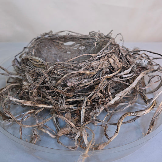 Real Robin Bird Nest, Robin Bird Nest Nature Collection, Ornithology, Taxidermy, Crafts, Education Display