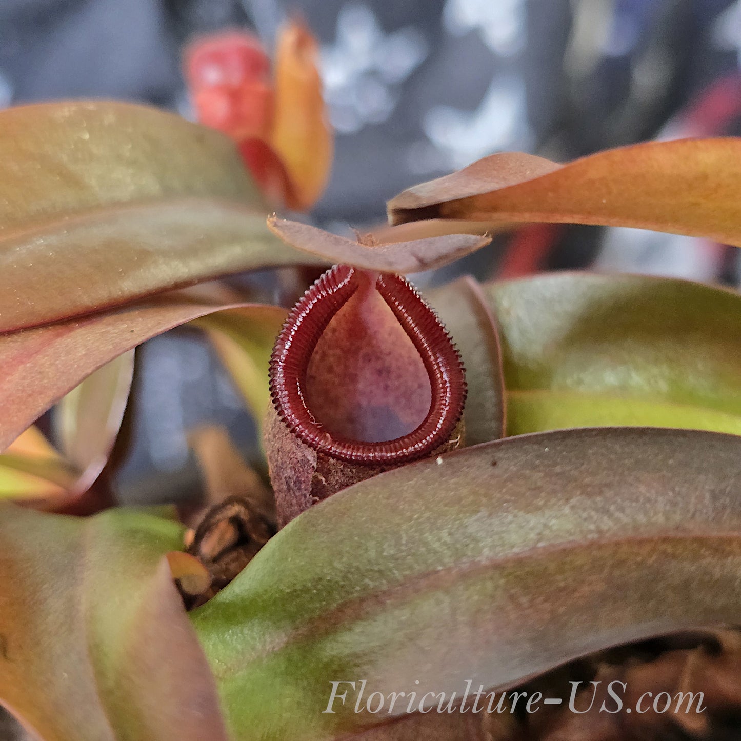 Nepenthes x Rebecca Soper 3.5" pot, Pitcher Plant, Live Plant, Carnivorous Plant