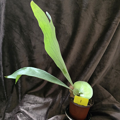 Platycerium Bifurcatum, Staghorn Fern, 4" and 5", Fern, Live Plant