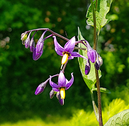 Solanum Dulcamara, 3.5'', Live Plant
