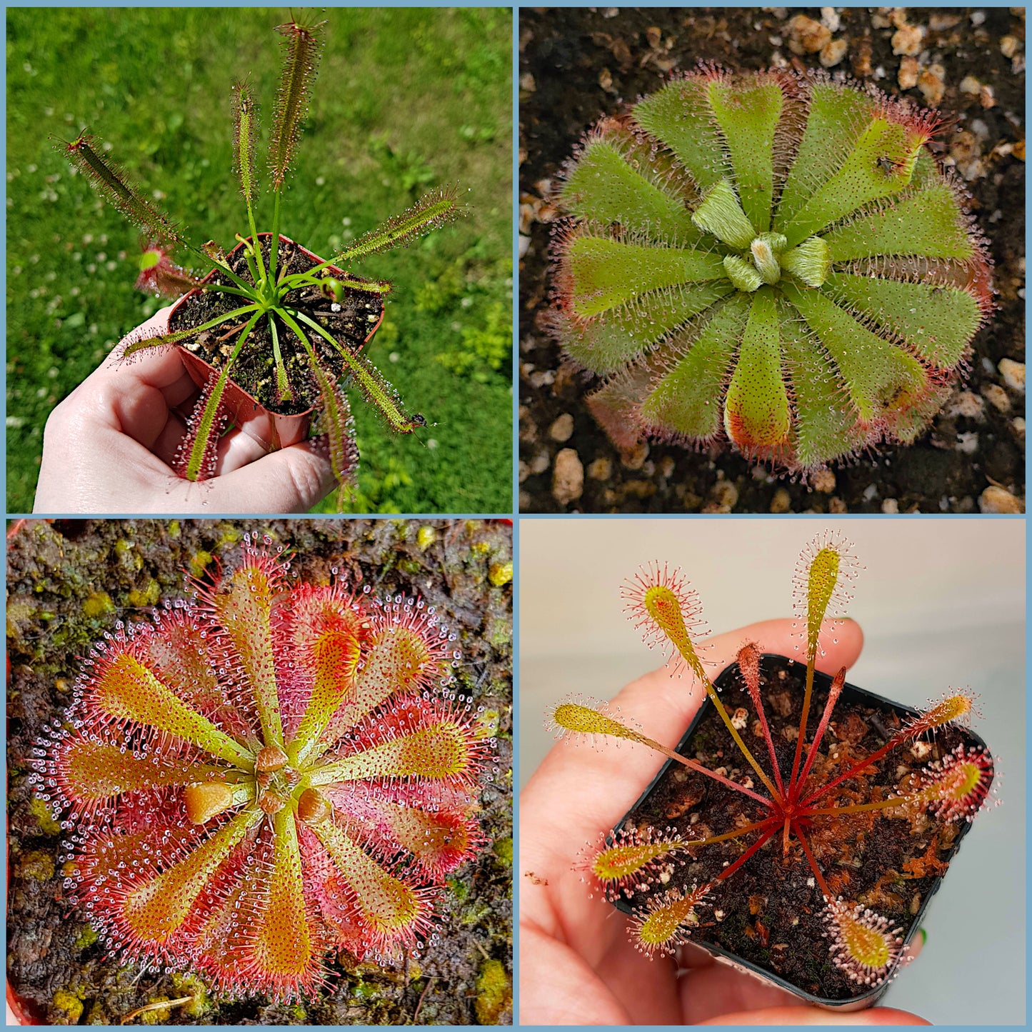 20 seeds mixed carnivorous sundew pack featuring 4 diverse sub-tropical Drosera varieties for indoor home cultivation.