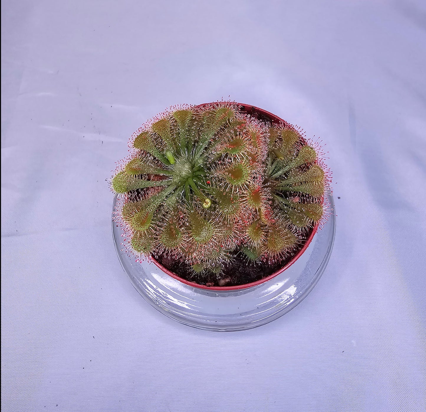 Drosera Spatulata - polyrosette, Sundew, Live Plant