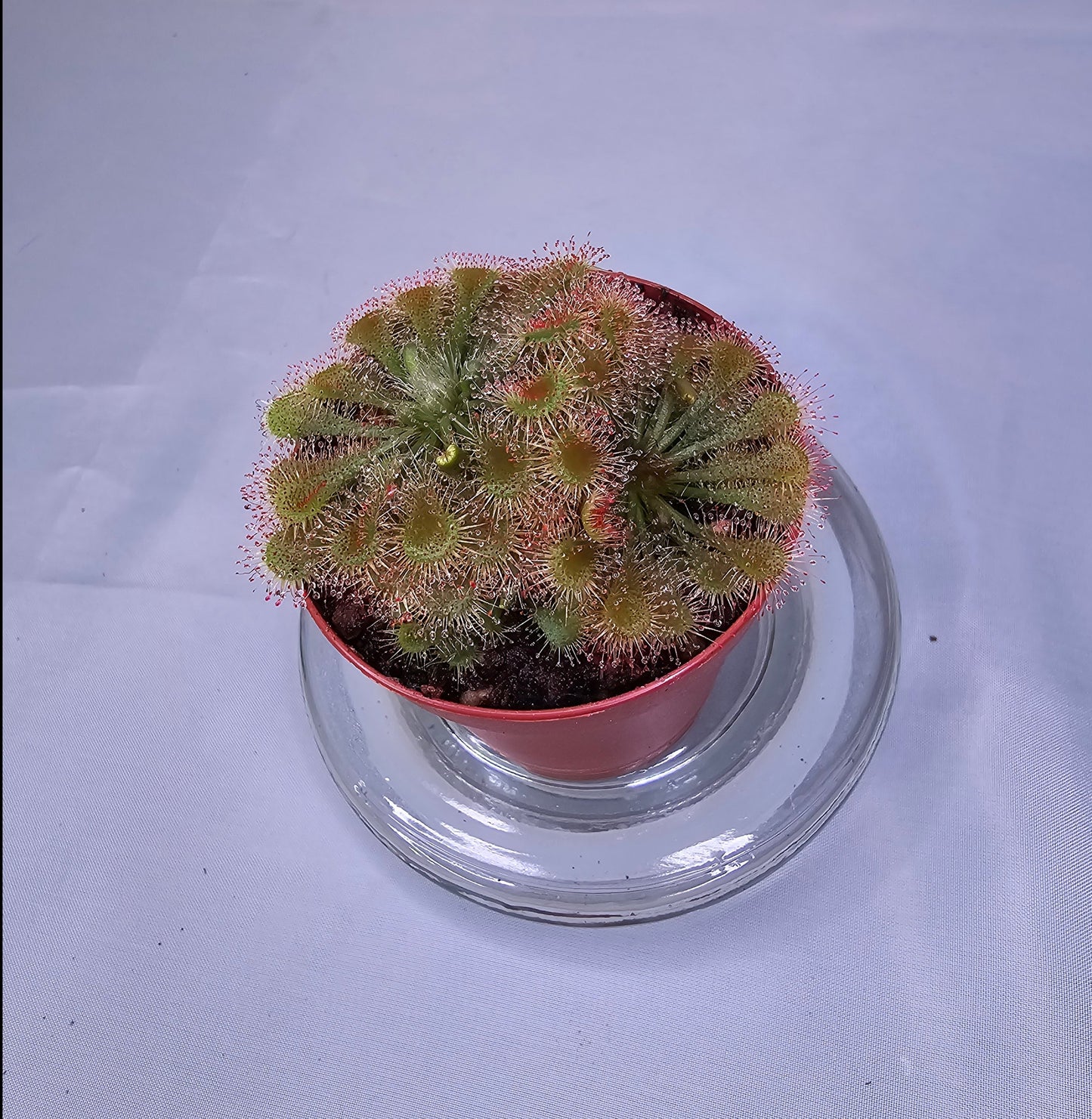 Drosera Spatulata - polyrosette, Sundew, Live Plant