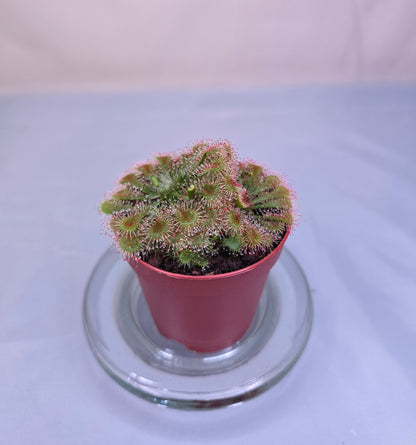 Drosera Spatulata - polyrosette, Sundew, Live Plant