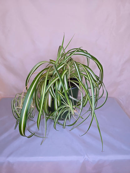 Chlorophytum Comosum "Bonnie", Spider Plant, The only plant for sale as pictured