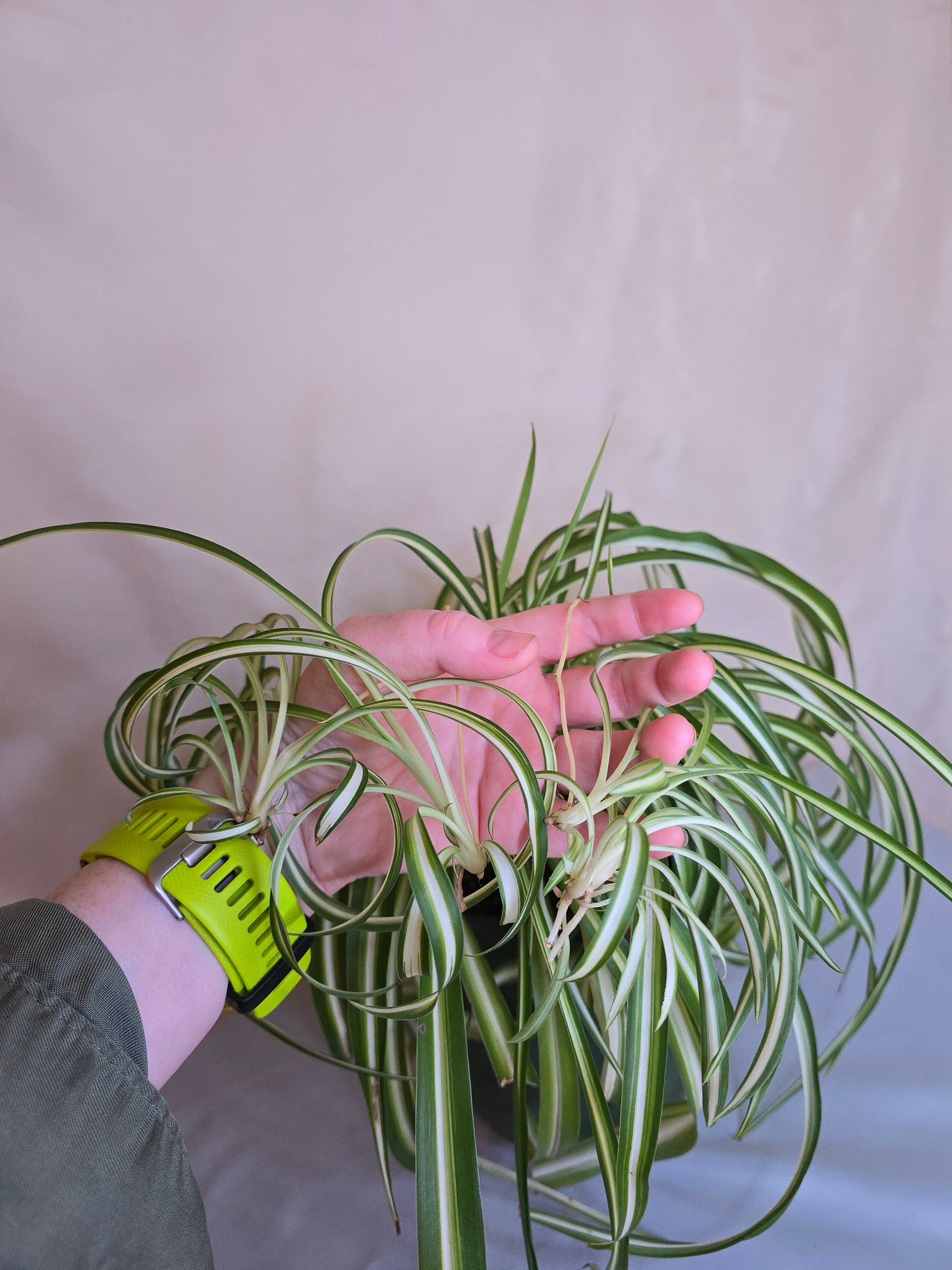 Chlorophytum Comosum "Bonnie", Spider Plant, The only plant for sale as pictured