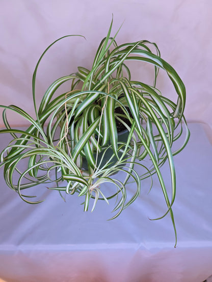 Chlorophytum Comosum "Bonnie", Spider Plant, The only plant for sale as pictured