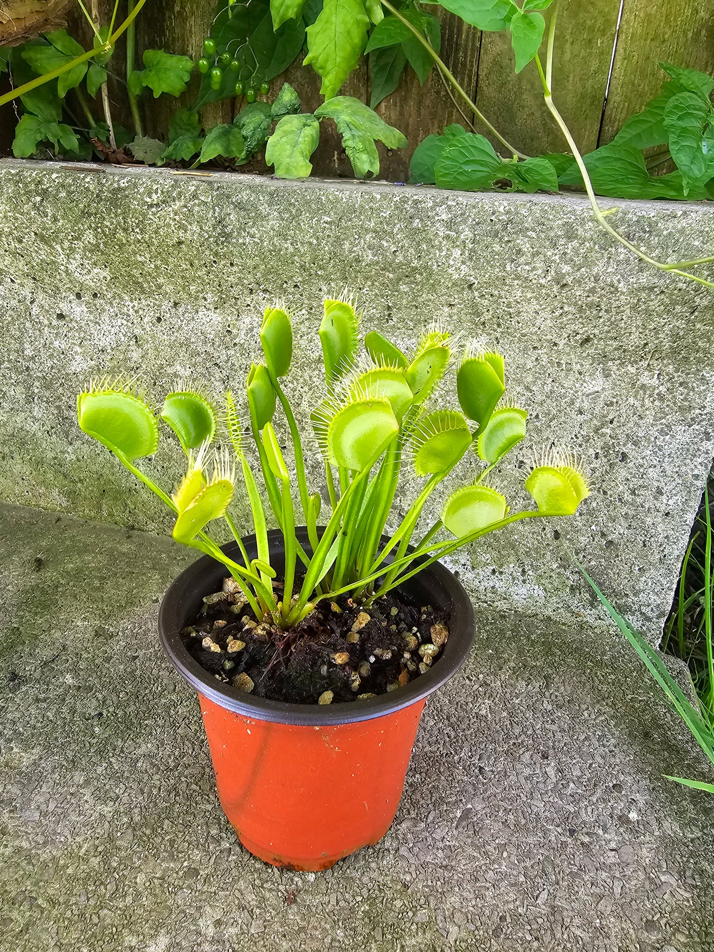 Dionaea muscipula ''WIP Slim Snapper'', 3.5'', Venus flytrap, Live Plant