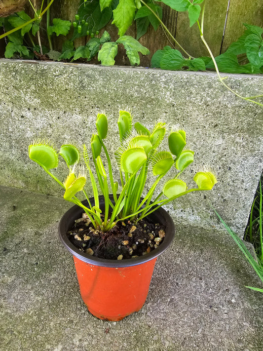 Dionaea muscipula ''WIP Slim Snapper'', 3.5'', Venus flytrap, Live Plant