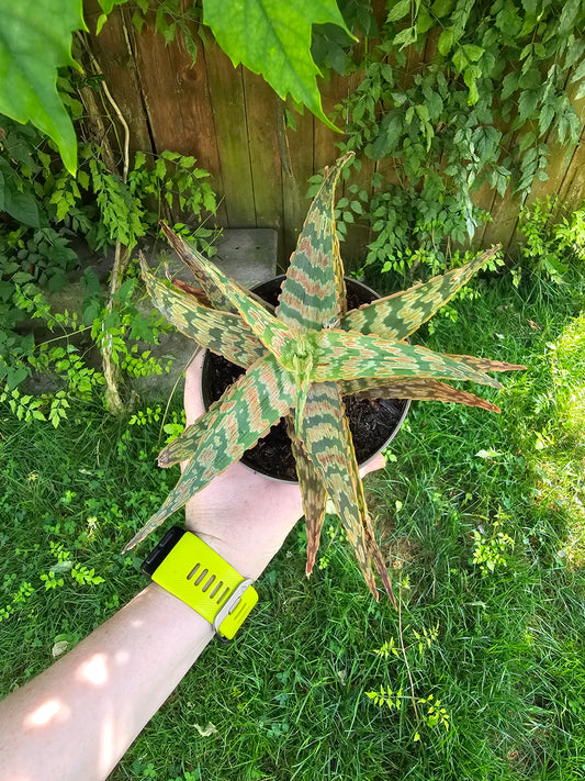 Star Aloe "Firecracker", Succulent