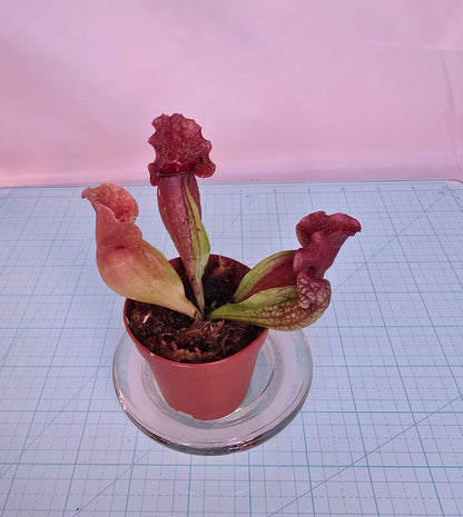 Sarracenia Purpurea, Live plant, Pitcher plant