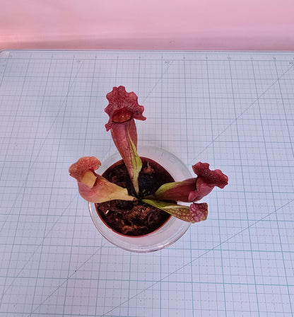 Sarracenia Purpurea, Live plant, Pitcher plant