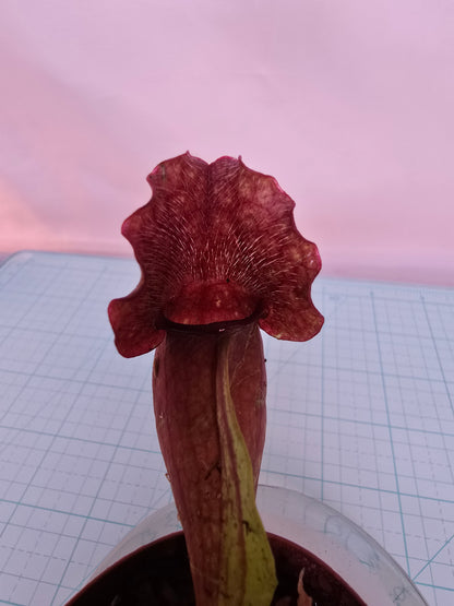 Sarracenia Purpurea, Live plant, Pitcher plant