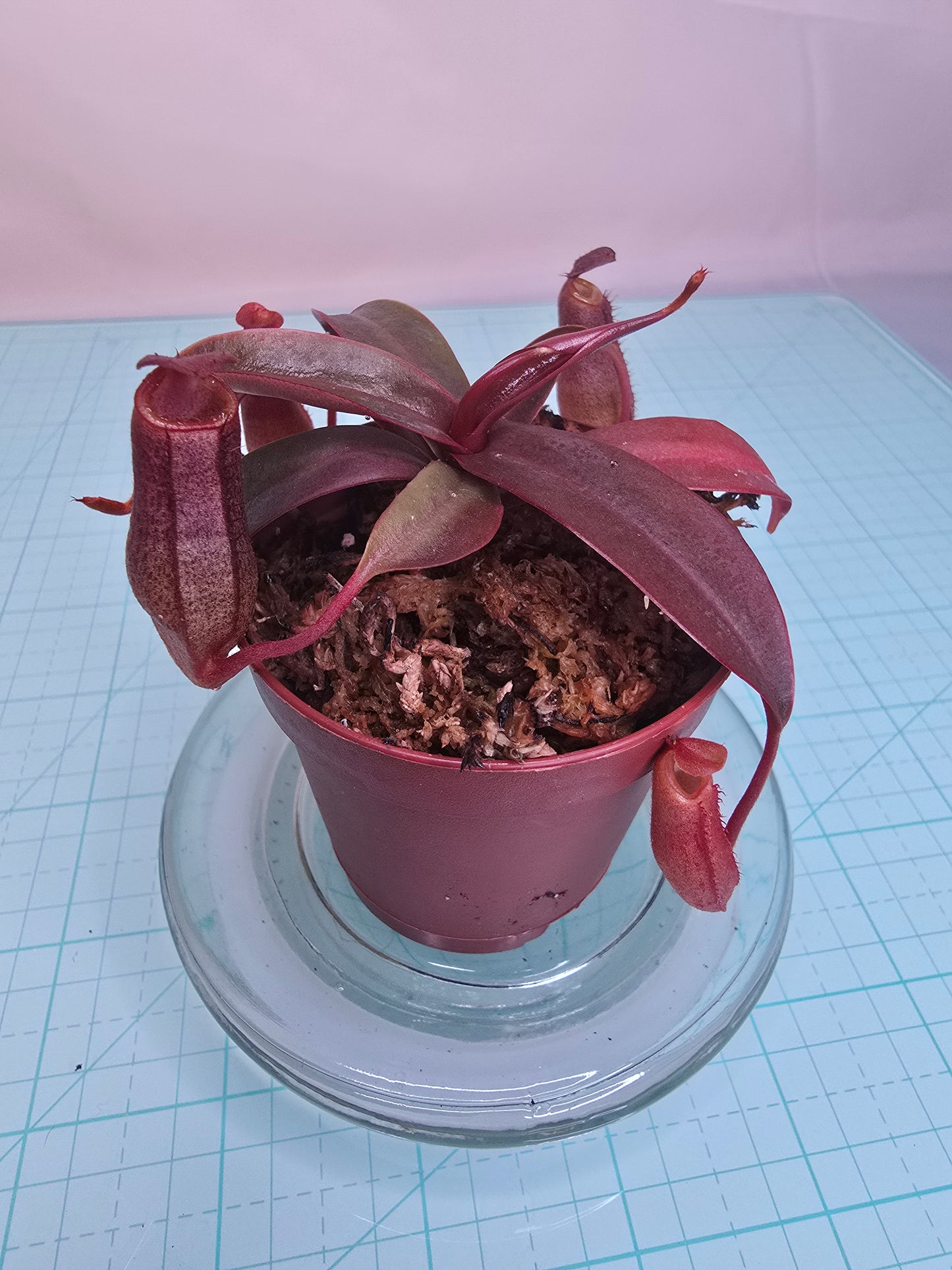 Nepenthes x Rebecca Soper 2" pot, Pitcher Plant, Live Plant, Carnivorous Plant