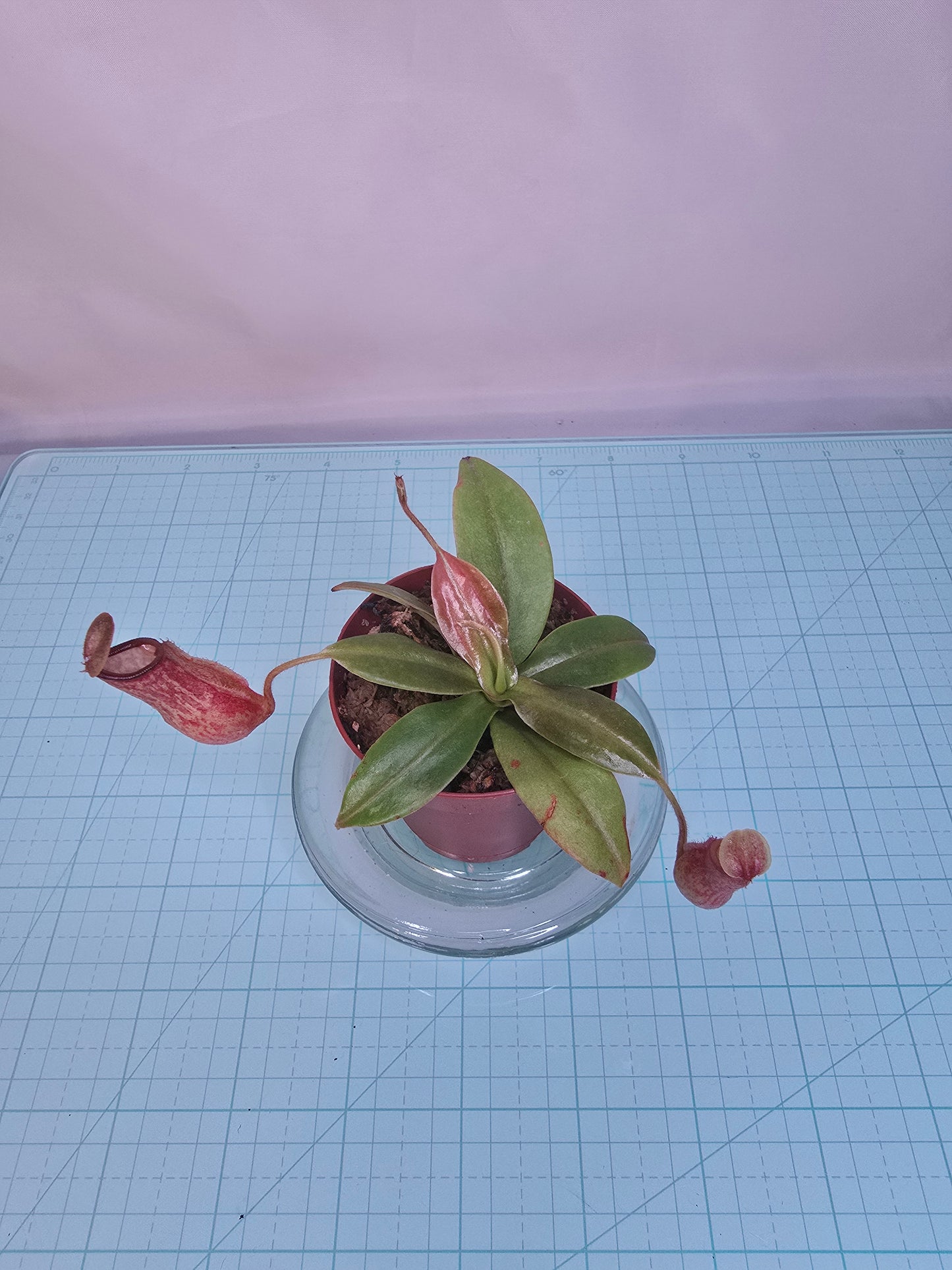 Nepenthes 'St. Gaya' 2" pot, Pitcher Plant, Live Plant, Carnivorous Plant