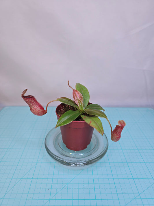 Nepenthes 'St. Gaya' 2" pot, Pitcher Plant, Live Plant, Carnivorous Plant