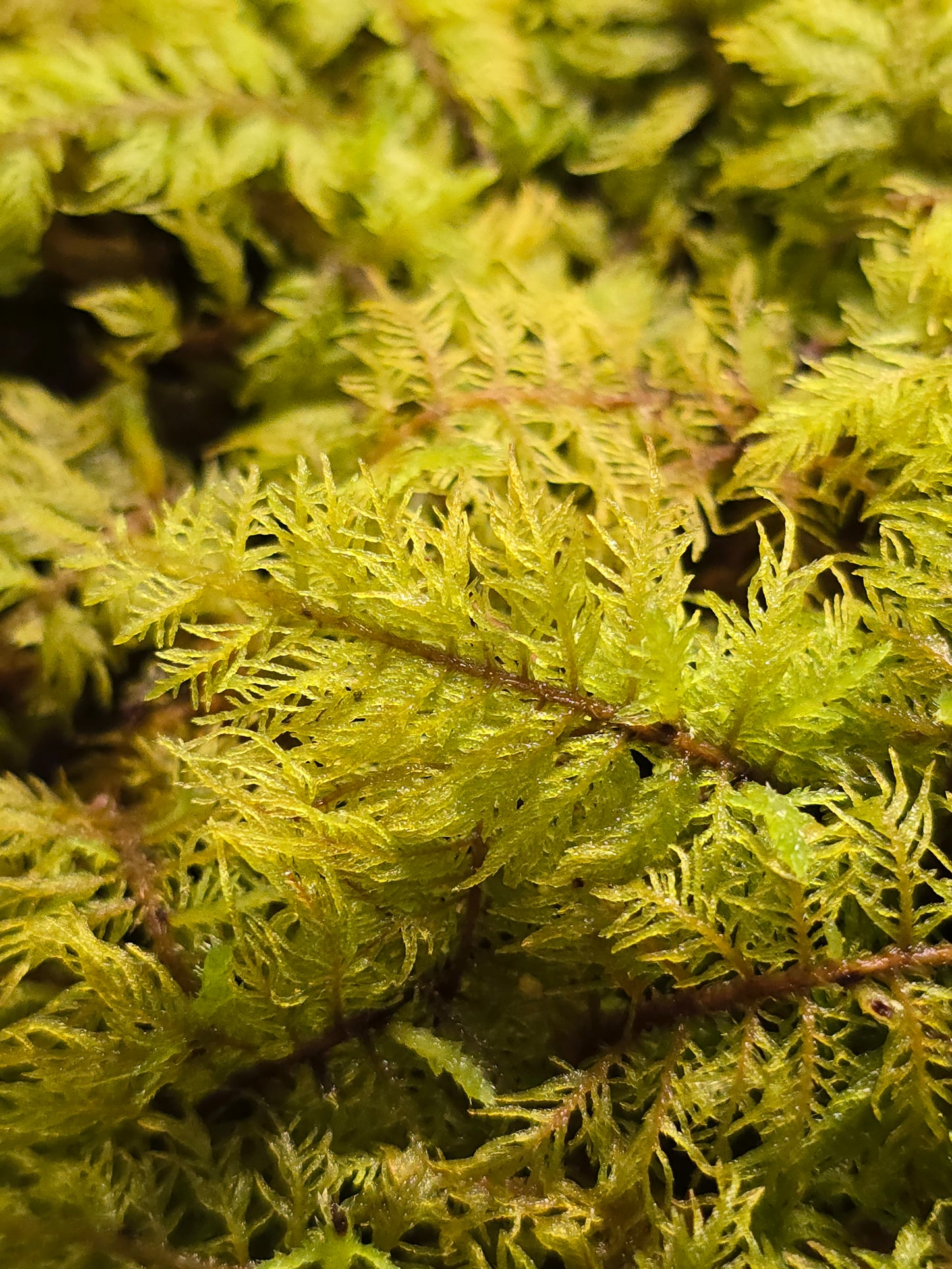 Thuidium Delicatulum, Fern Moss, Live Fresh Sheet Moss