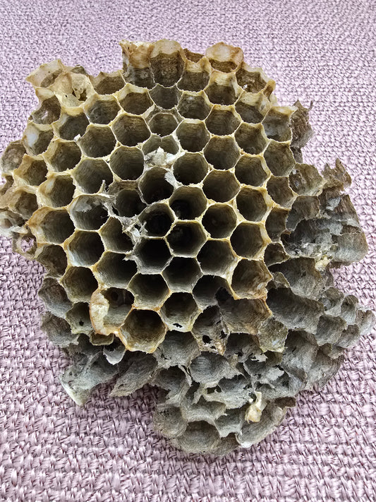 Paper Wasp Nest - 3.5" x 4", Wasp Honeycomb, Natural