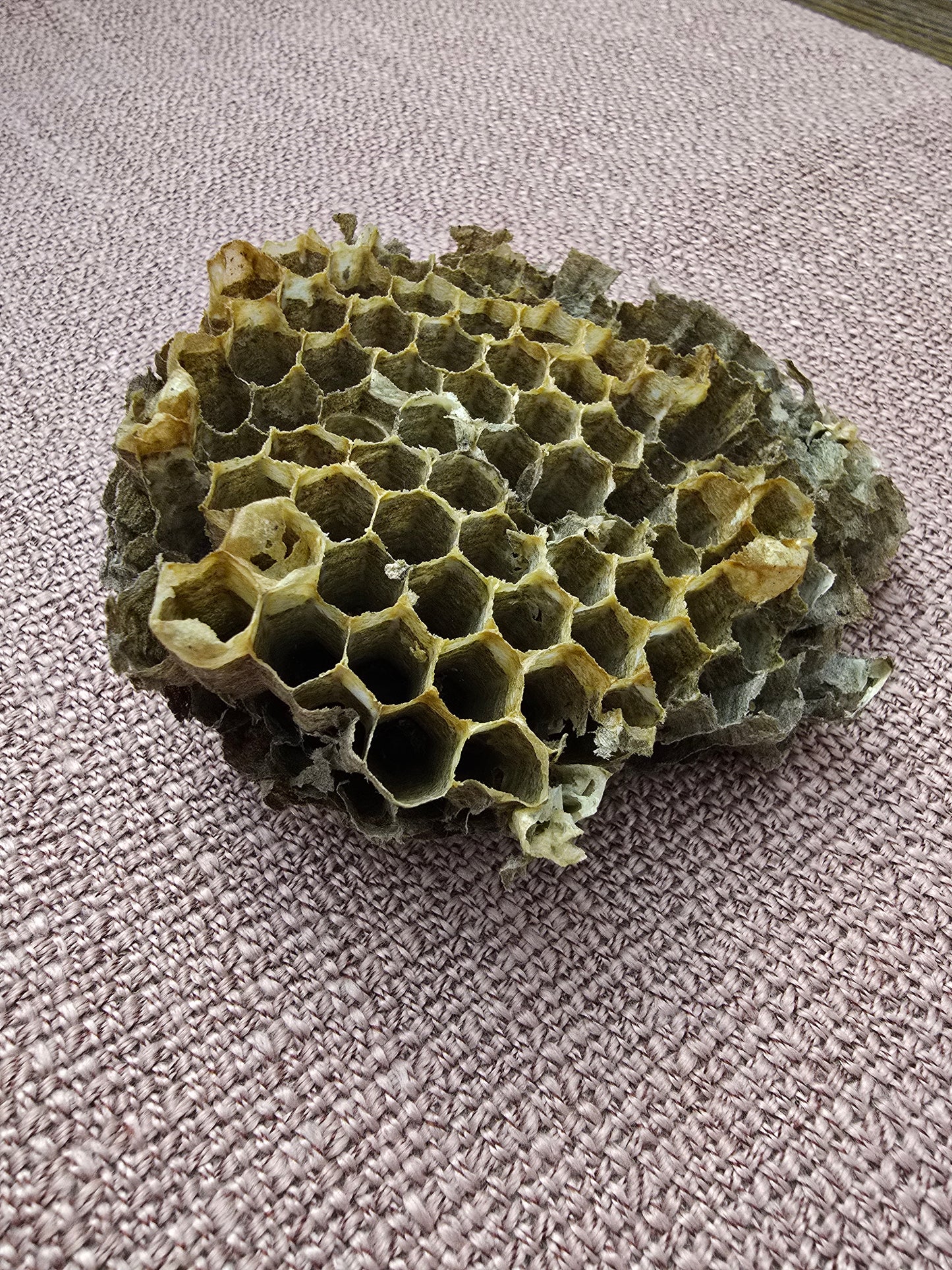 Paper Wasp Nest - 3.5" x 4", Wasp Honeycomb, Natural