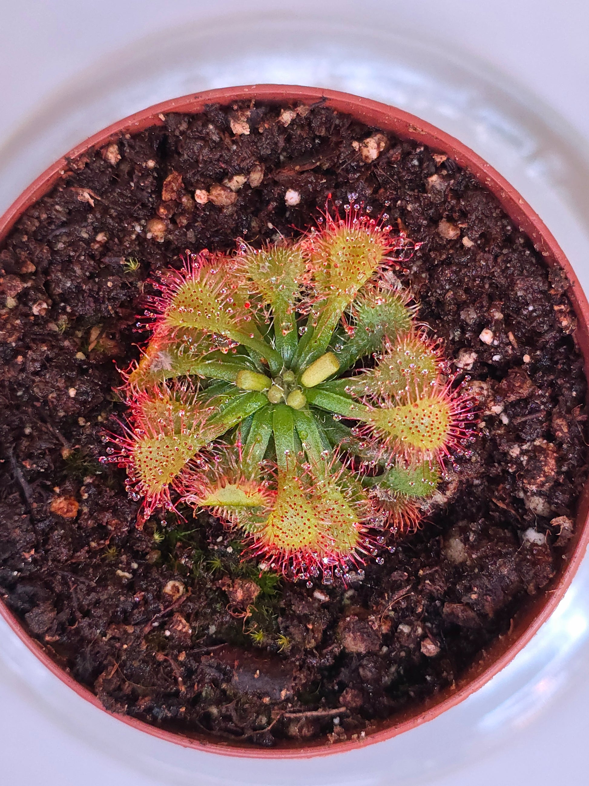 sundew potting mix Drosera Capillaris, Sundew, Live Plant – Floriculture US