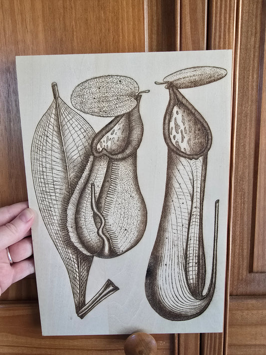 Laser engraved wood picture, Nepenthes, plywood (11 3/4 x 8 x 1/8 in)