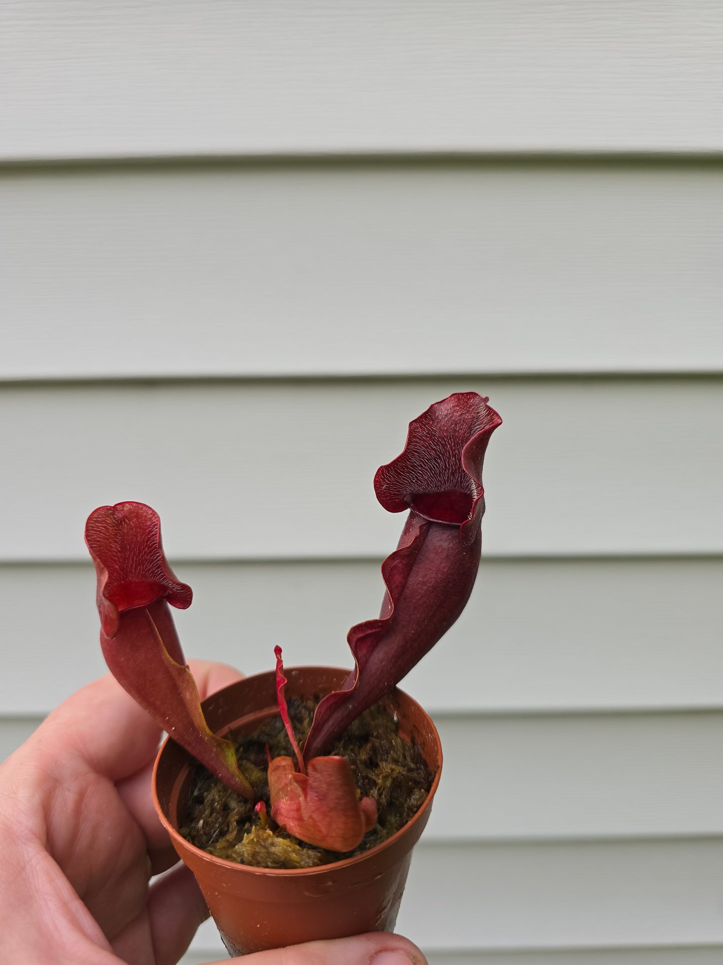 Sarracenia Purpurea, Live plant, Pitcher plant