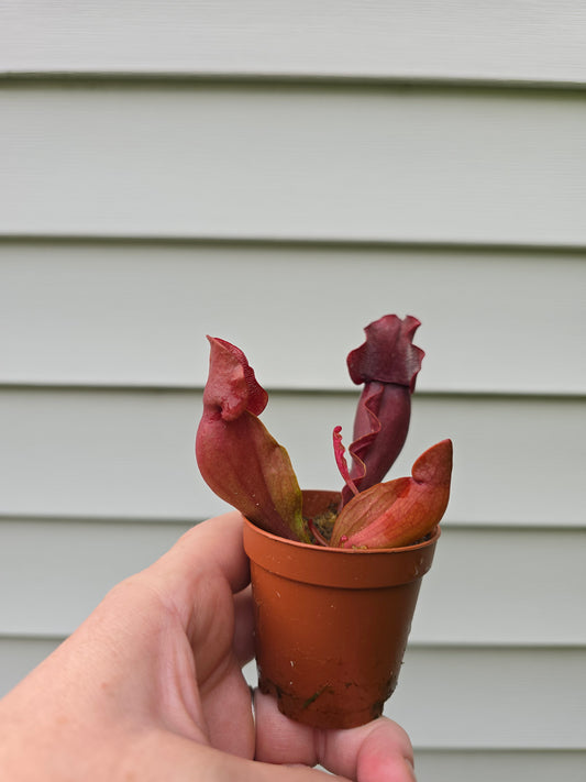 Sarracenia Purpurea, Live plant, Pitcher plant