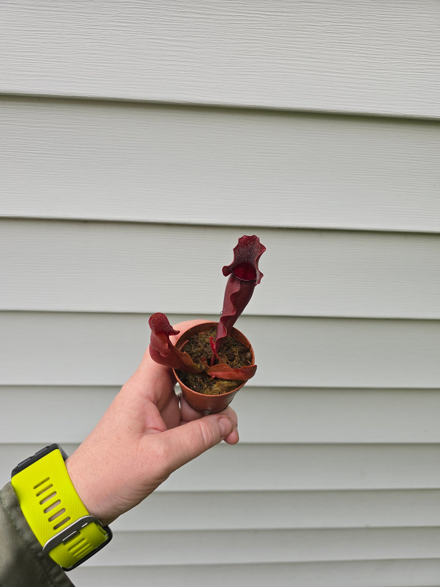 Sarracenia Purpurea, Live plant, Pitcher plant