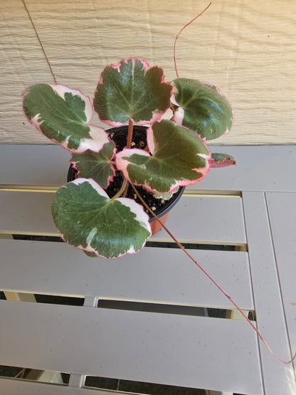 Saxifraga Stolonifera 'Tricolor', 3.5'', Variegated Strawberry Begonia, Live Plant