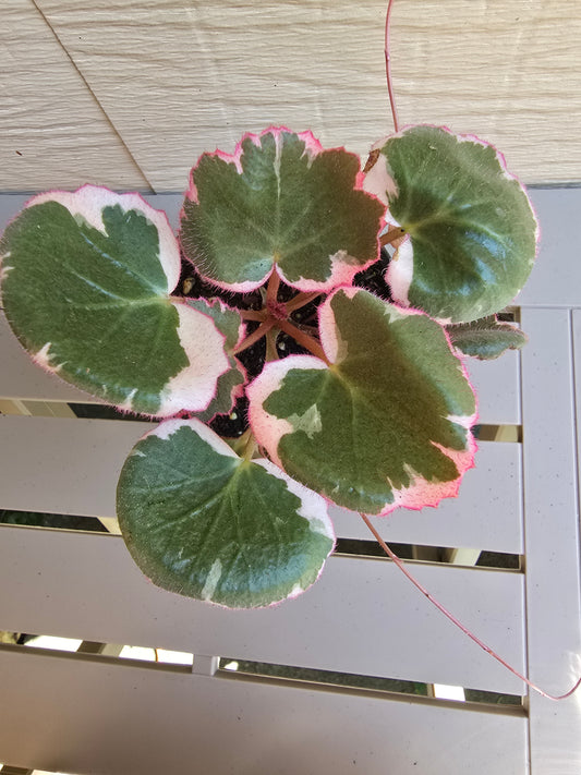Saxifraga Stolonifera 'Tricolor', 3.5'', Variegated Strawberry Begonia, Live Plant