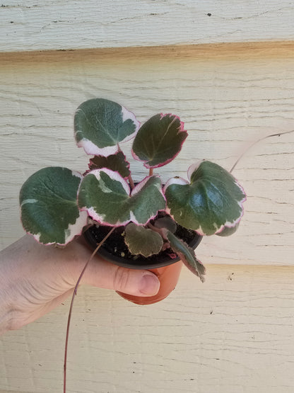 Saxifraga Stolonifera 'Tricolor', 3.5'', Variegated Strawberry Begonia, Live Plant