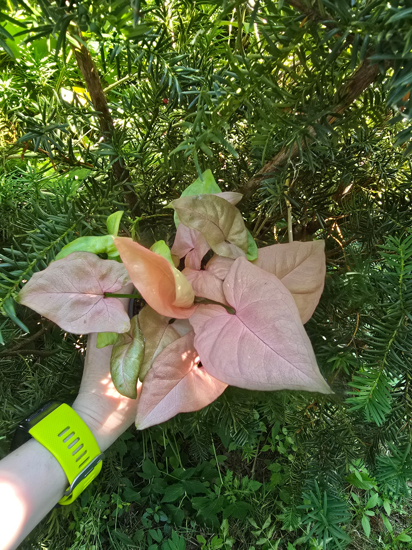 Syngonium Podophyllum 'Neon', Live Plant