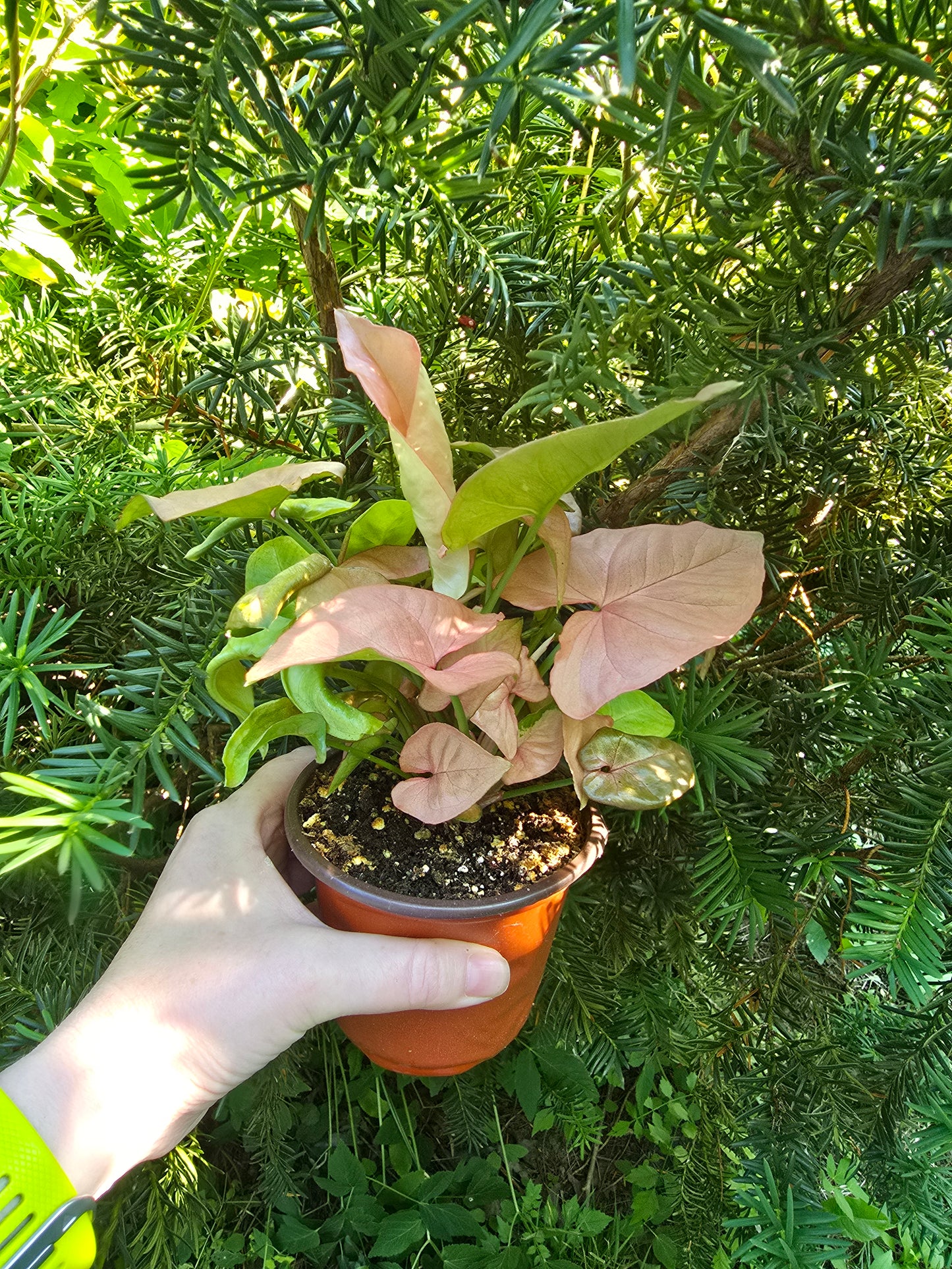 Syngonium Podophyllum 'Neon', Live Plant