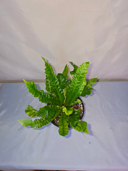 Asplenium nidus 'Crispy Wave' - 5" pot, Bird’s Nest Fern, Fern, Live plant