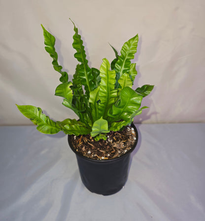 Asplenium nidus 'Crispy Wave' - 5" pot, Bird’s Nest Fern, Fern, Live plant