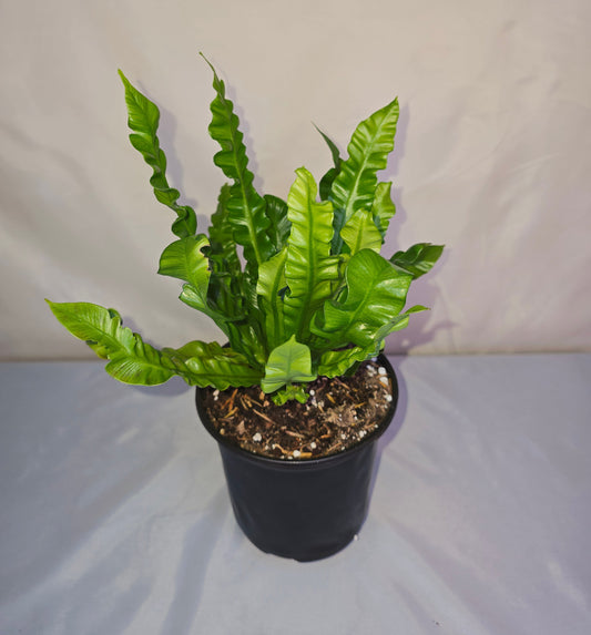 Asplenium nidus 'Crispy Wave' - 5" pot, Bird’s Nest Fern, Fern, Live plant