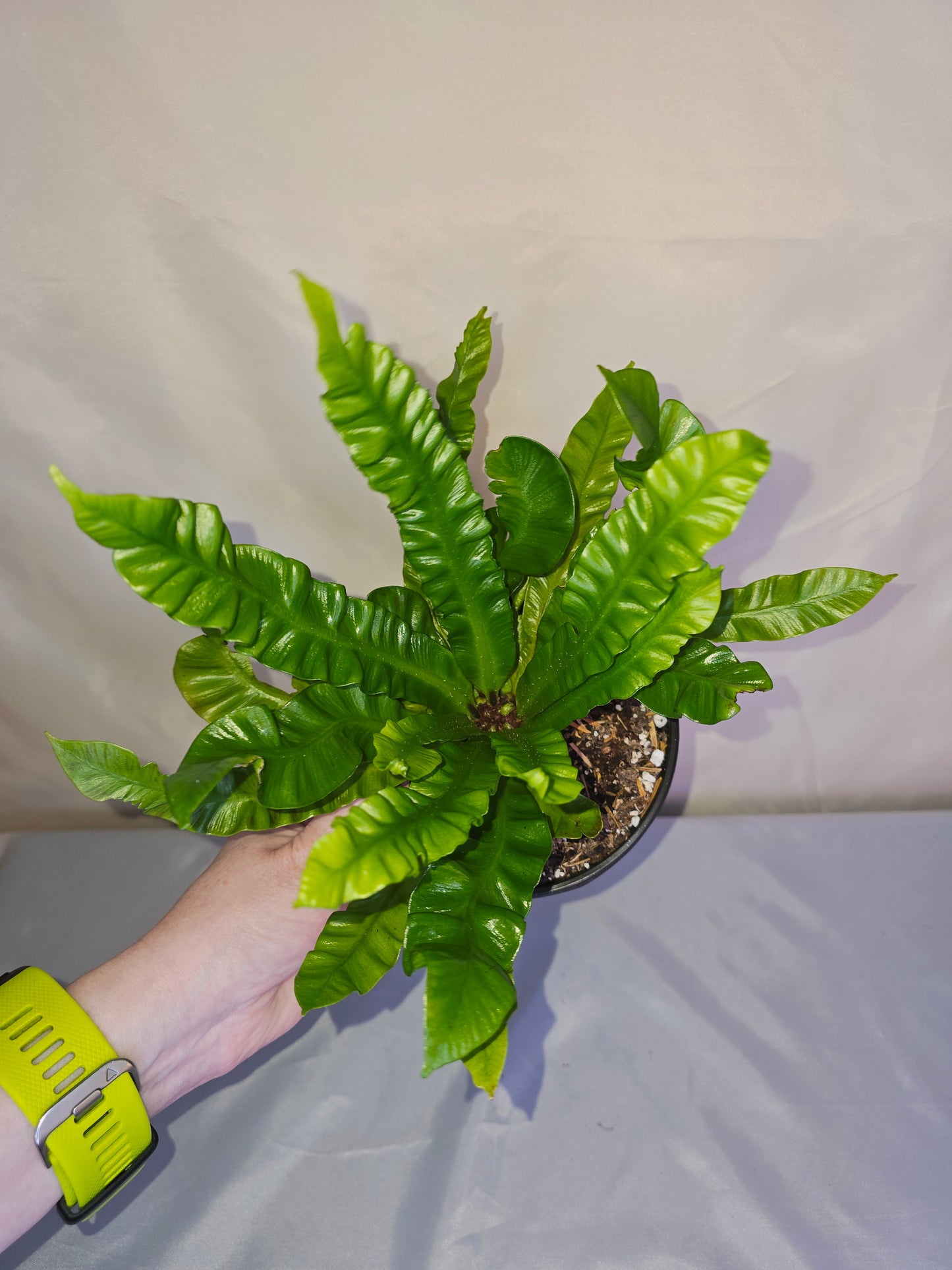 Asplenium nidus 'Crispy Wave' - 5" pot, Bird’s Nest Fern, Fern, Live plant