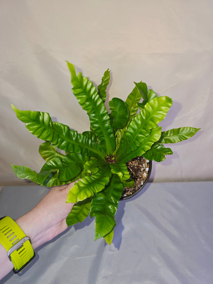 Asplenium nidus 'Crispy Wave' - 5" pot, Bird’s Nest Fern, Fern, Live plant