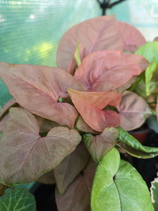 Syngonium Podophyllum 'Neon', Live Plant