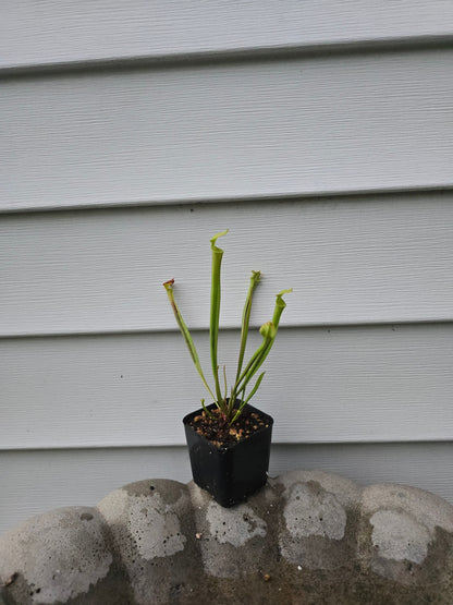 Sarracenia Flava, Live plant, Pitcher plant