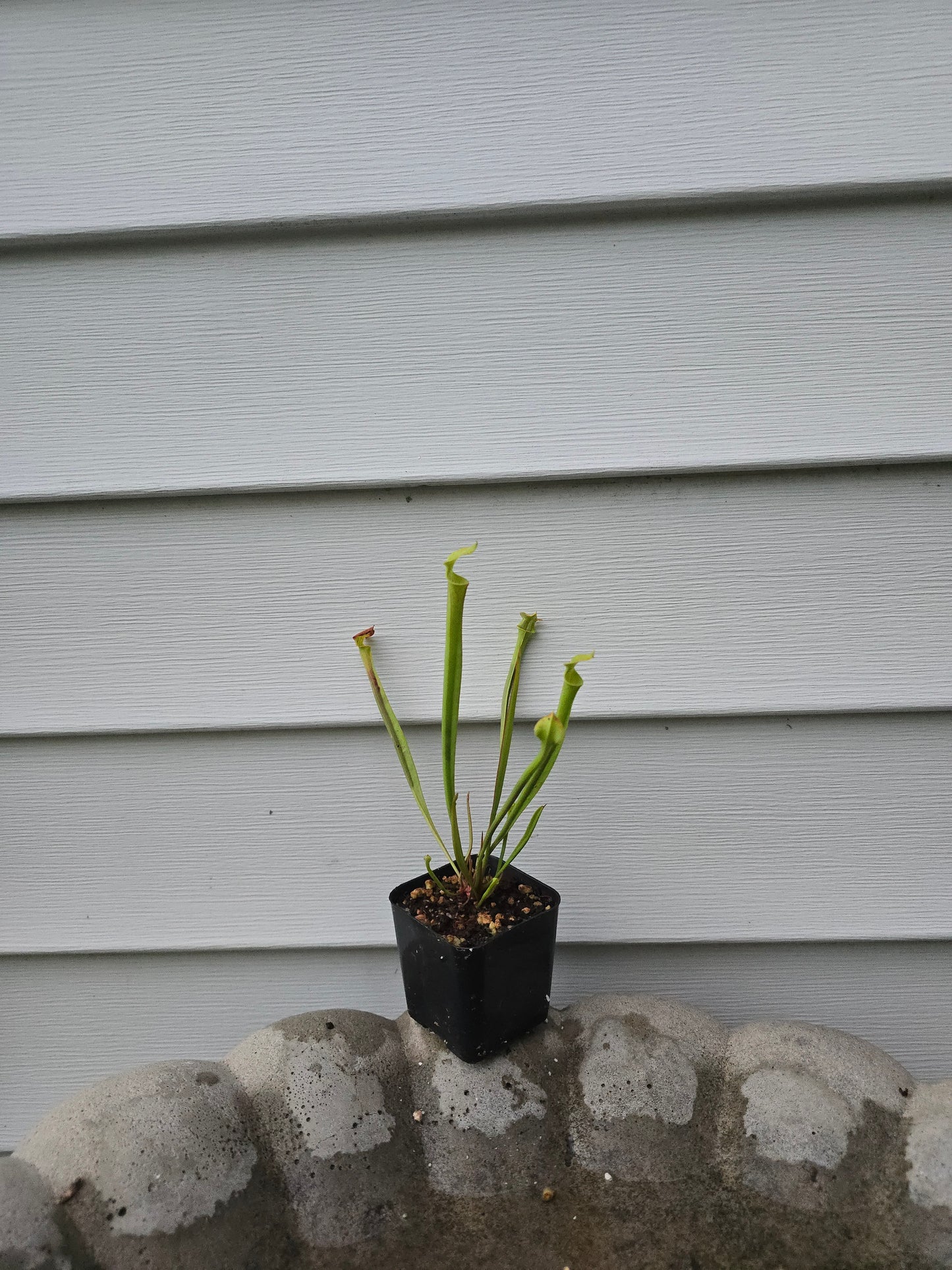 Sarracenia Flava, Live plant, Pitcher plant