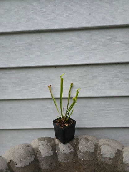 Sarracenia Flava, Live plant, Pitcher plant