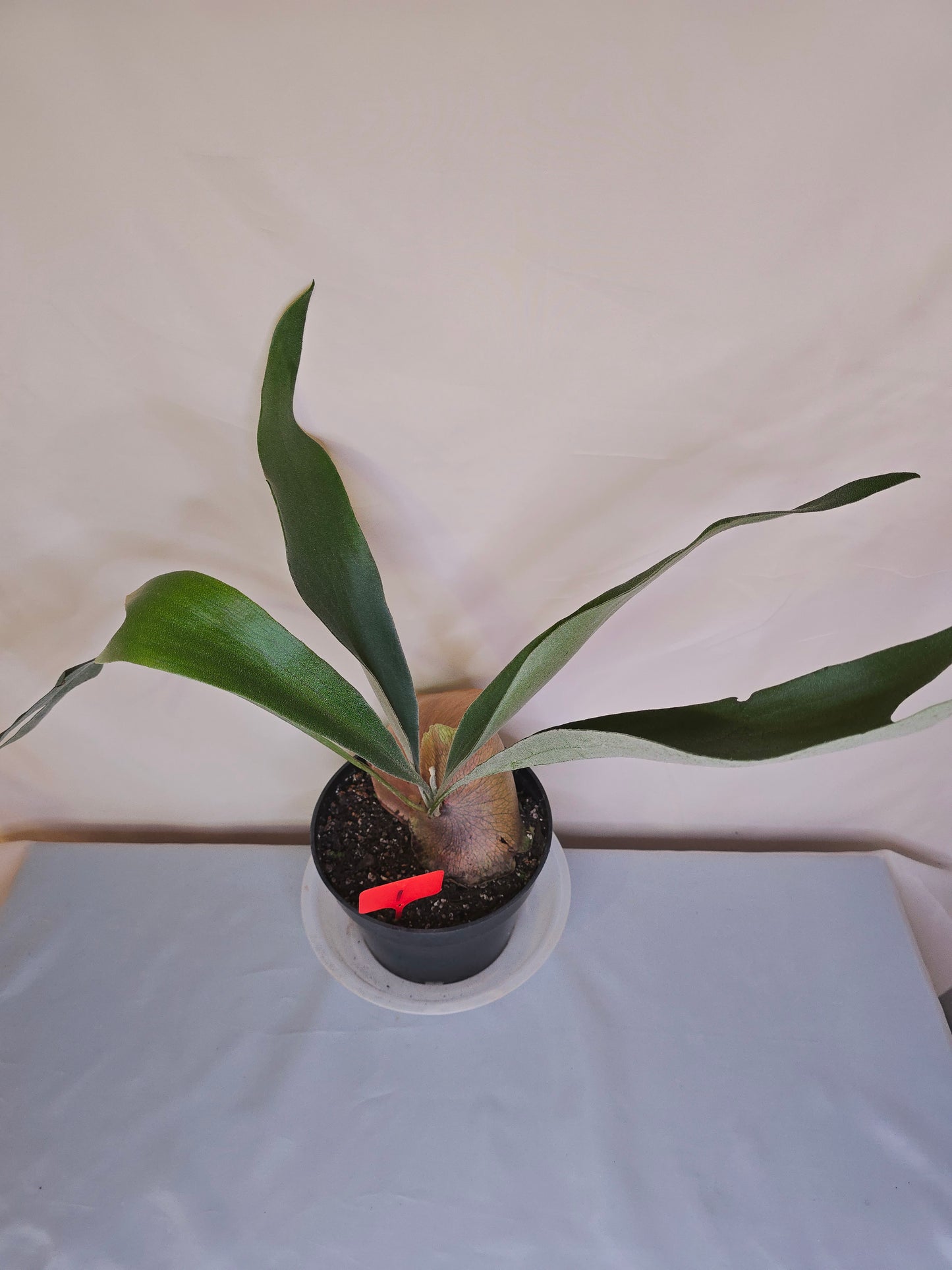 Platycerium Bifurcatum, Fern, The only plant for sale as pictured