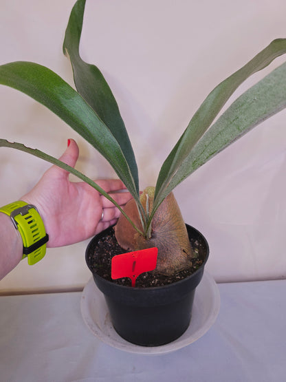 Platycerium Bifurcatum, Fern, The only plant for sale as pictured