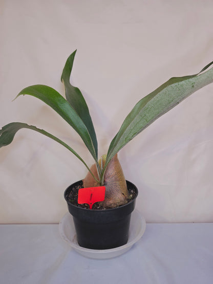 Platycerium Bifurcatum, Fern, The only plant for sale as pictured